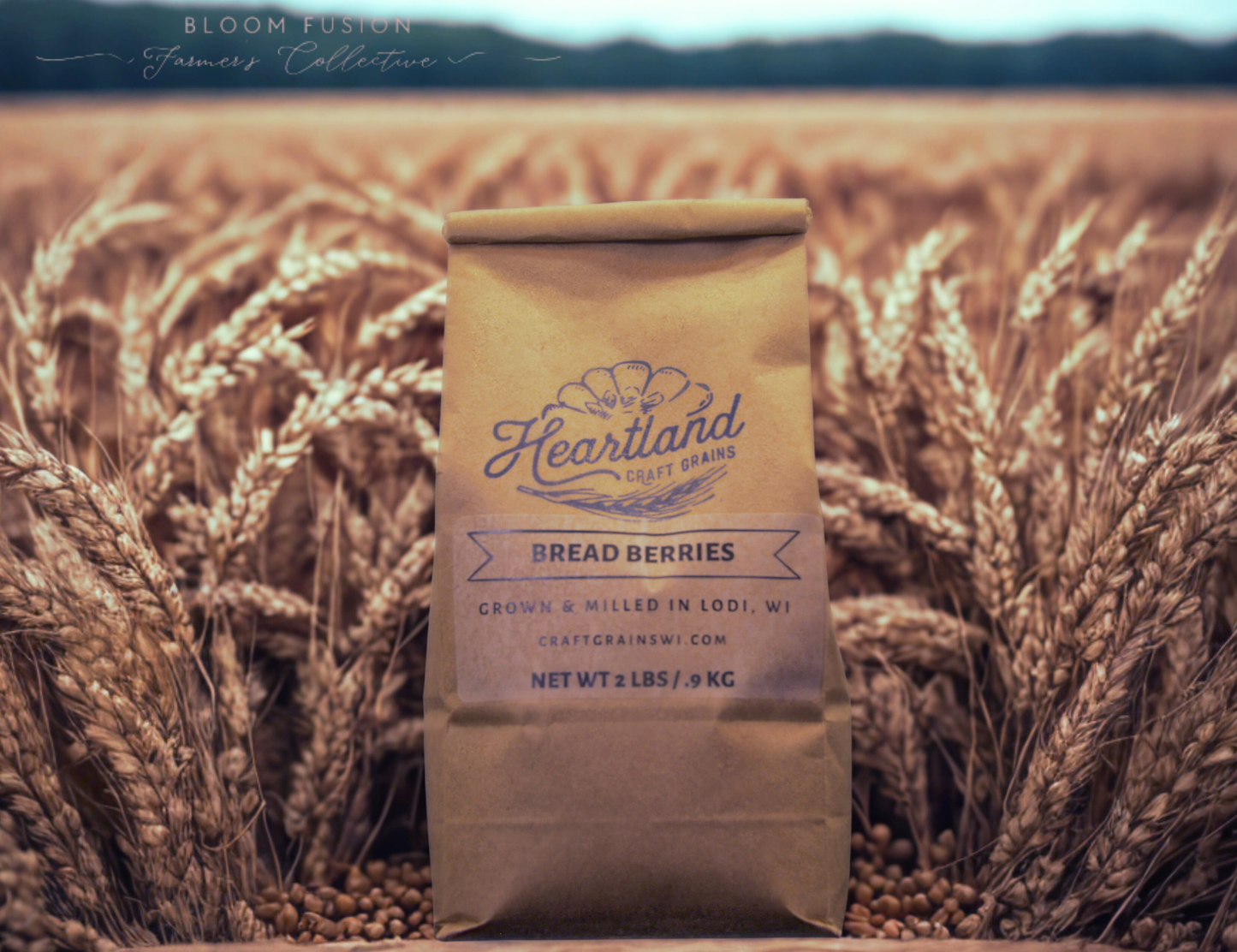 Wheat Berries